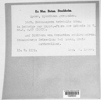 Peronospora conferta image